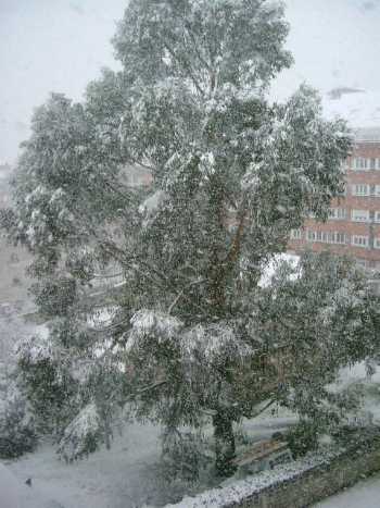 Bajo la nieve