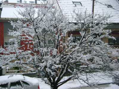Bajo la nieve
