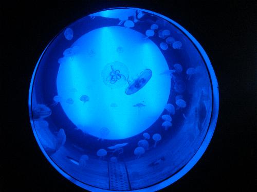 En el acuario