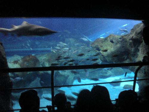 En el acuario