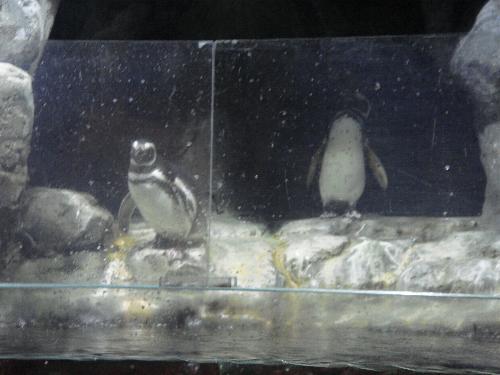 En el acuario