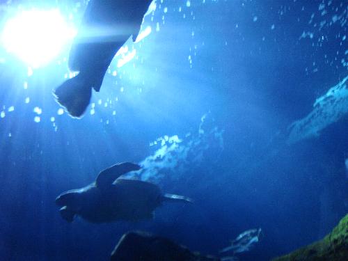 En el acuario