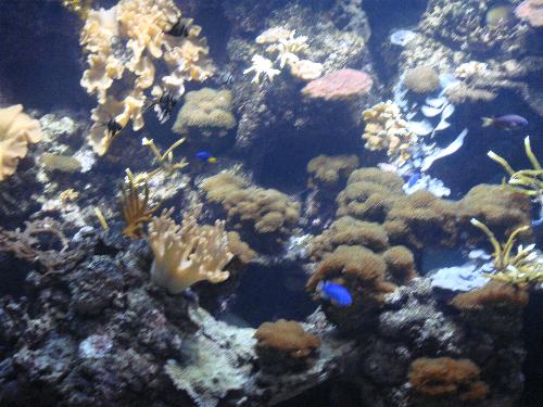 En el acuario