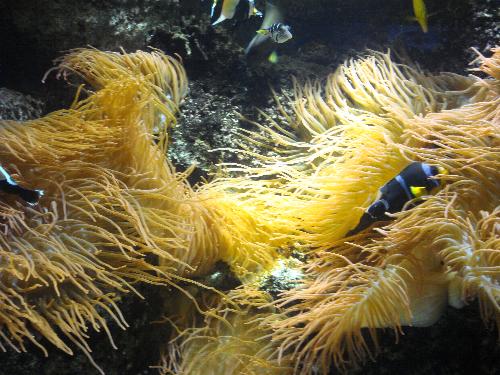 En el acuario