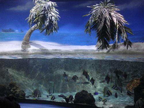 En el acuario