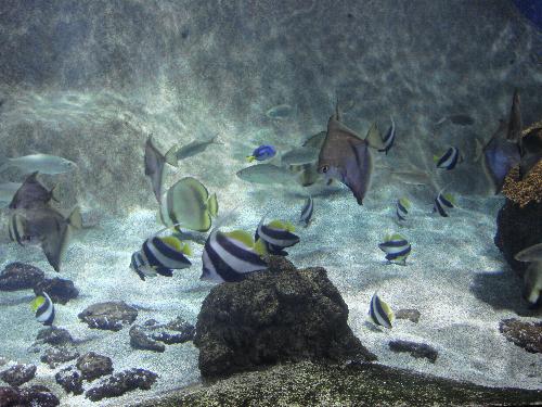 En el acuario