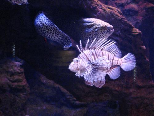 En el acuario