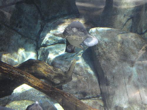 En el acuario