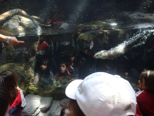 En el acuario