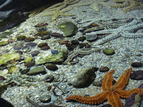 En el acuario