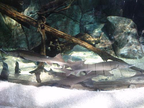 En el acuario
