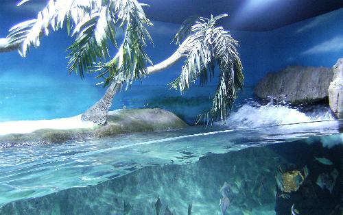 En el acuario