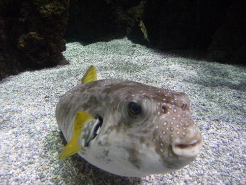 En el acuario