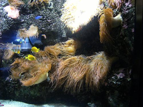 En el acuario