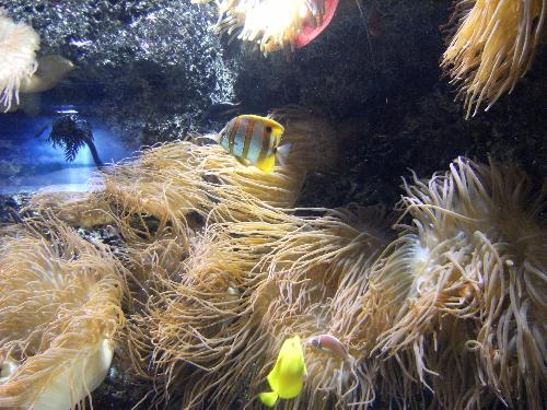 En el acuario