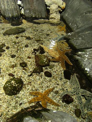 En el acuario