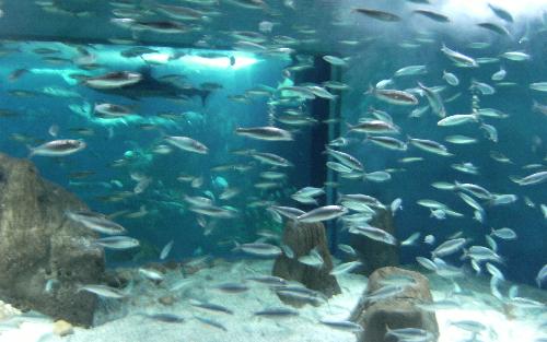 En el acuario