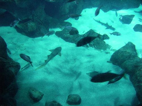 En el acuario