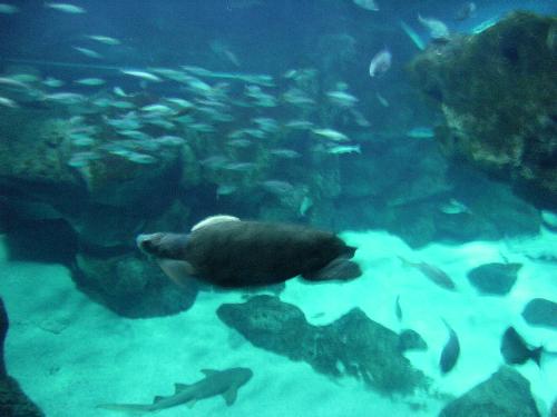 En el acuario