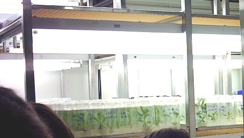 Cultivo in vitro